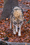 eurasian greywolf