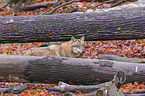 eurasian greywolf