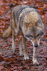 eurasian greywolf