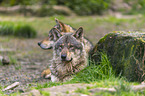eurasian greywolves