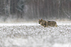 eurasian greywolf