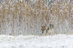 eurasian greywolf