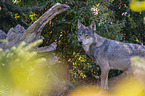 eurasian greywolf