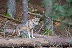 eurasian greywolf
