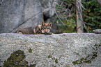 eurasian greywolf