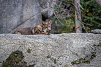 eurasian greywolf