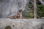 eurasian greywolf