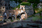 eurasian greywolves