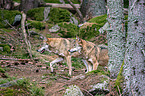 eurasian greywolves