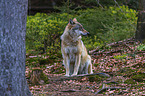 eurasian greywolf