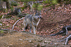eurasian greywolf
