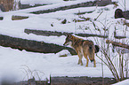 eurasian greywolf