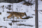 eurasian greywolf