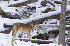 eurasian greywolf