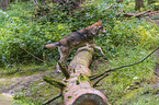 eurasian greywolf