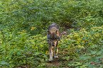 eurasian greywolf