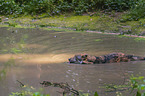 eurasian greywolf