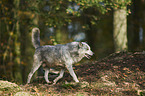 eurasian greywolf