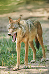 eurasian greywolf