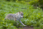 eurasian greywolf