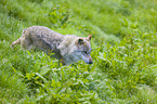 eurasian greywolf