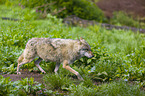 eurasian greywolf