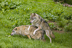 eurasian greywolves