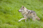 eurasian greywolf
