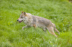 eurasian greywolf