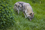 eurasian greywolf