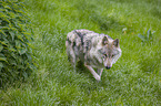 eurasian greywolf