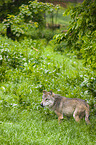 eurasian greywolf