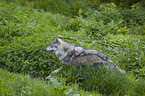 eurasian greywolf