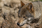 eurasian greywolf