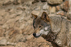 eurasian greywolf