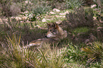 eurasian greywolf