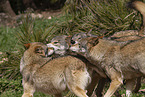 eurasian greywolves