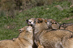 eurasian greywolves