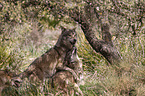 eurasian greywolves