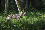 eurasian greywolf