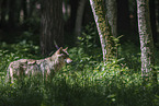 eurasian greywolf