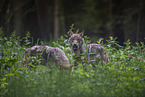 eurasian greywolves