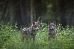 eurasian greywolves