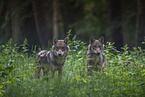 eurasian greywolves