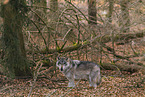 eurasian greywolf