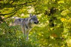 eurasian greywolf