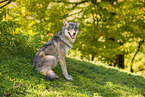 eurasian greywolf