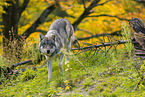eurasian greywolf