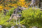 eurasian greywolf