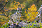 eurasian greywolf